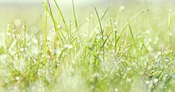 Свежая зеленая трава весной — стоковое видео