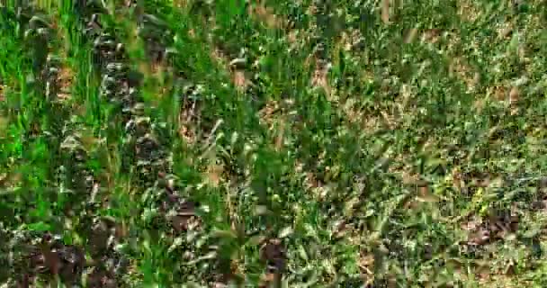 Campos verdes com milho — Vídeo de Stock