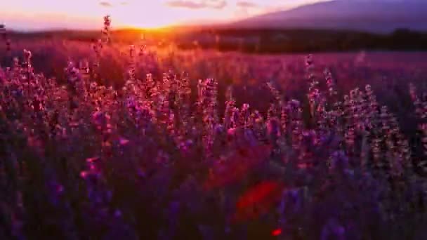 日没で咲くラベンダー — ストック動画