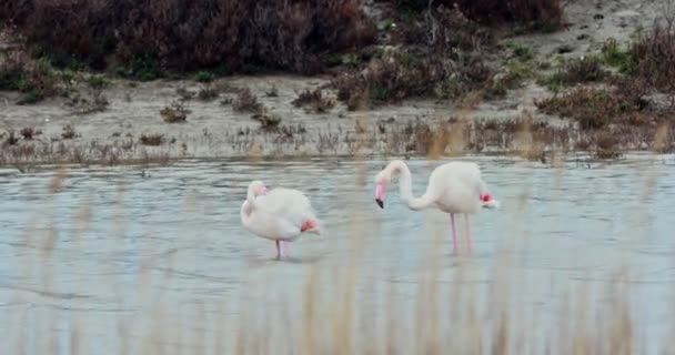 Fauna exótica - flamenco — Vídeos de Stock