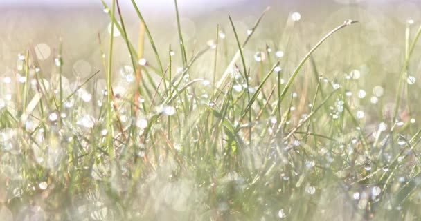 Tropfen auf dem grünen Gras — Stockvideo