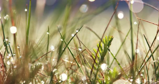 Wachsende Natur - Gras — Stockvideo