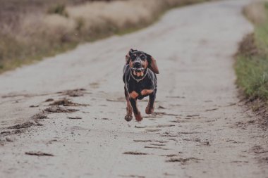 Koşan siyah köpek, açık