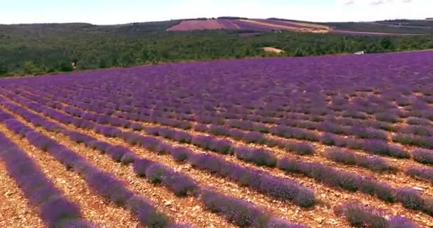 Provence, Fransa 'daki lavanta tarlası — Stok video