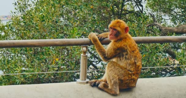 Barbary macaque on Gibraltar — Stock Video
