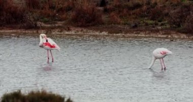 Vahşi flamingolar besleniyor.