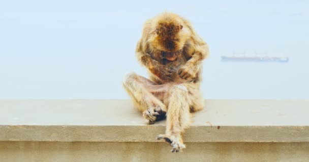 Mono sentado en la pared en Gibraltar — Vídeo de stock