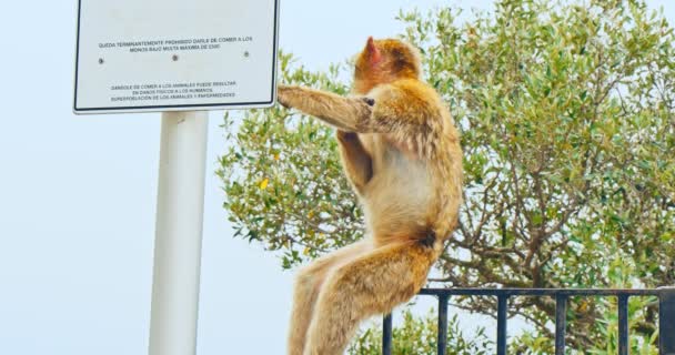 Mono en gibraltar — Vídeo de stock