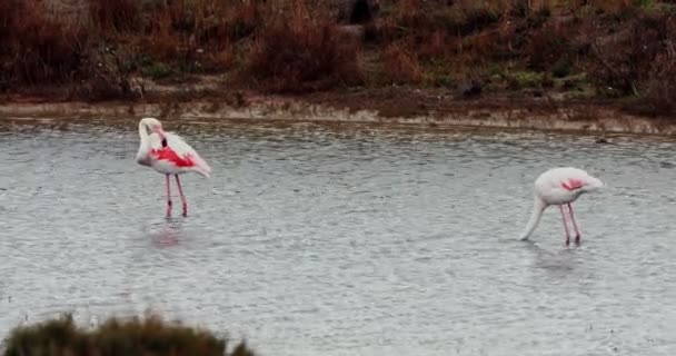 Wild flamingos are feeding — 비디오
