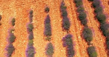 Yaz aylarında Provence, laveder alanları