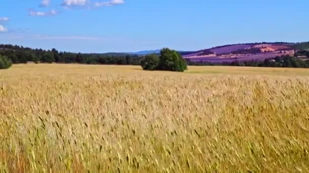 Pšenice před sklizní — Stock video