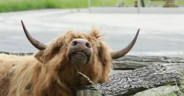Шотландская голова коровы с углами — стоковое видео