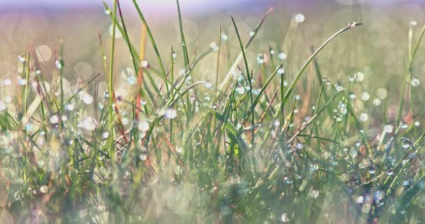 Весенняя трава в росе — стоковое видео