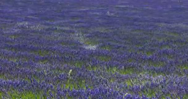 Campo de lavanda en día soleado — Vídeo de stock