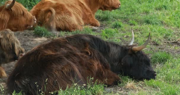 Стадо коров отдыхает — стоковое видео