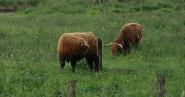 Beslag van highland vee — Stockvideo
