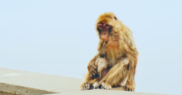 Gibraltar Magot en la pared — Vídeo de stock