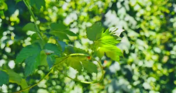 Gröna blad för bakgrunder — Stockvideo