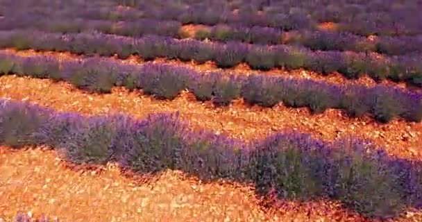 Лавандовое поле в Провансе — стоковое видео