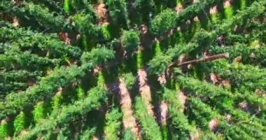 Sahada hoplayıp zıplayan