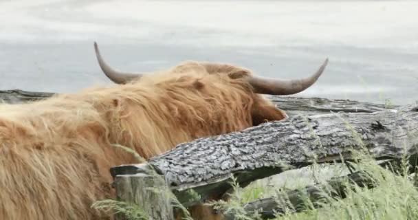 Cabeza peluda de ganado montañés — Vídeos de Stock