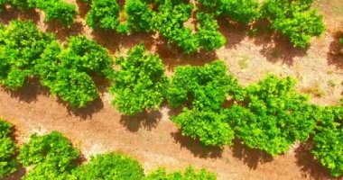 Mandalina bahçesi, en iyi görünüm