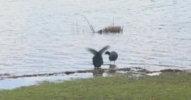 Siyah ördekler Fulica atra