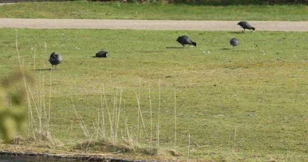 Rebanho de patos negros — Vídeo de Stock