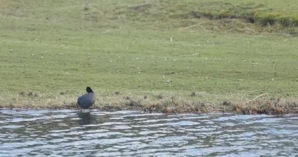 One black coot in park — Stock Video