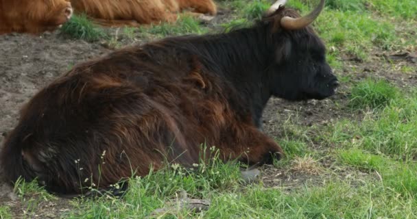 Горный скот на траве — стоковое видео