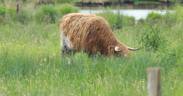 Highland cattle on pasture — Stock Video