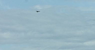 Mavi gökyüzü kartal