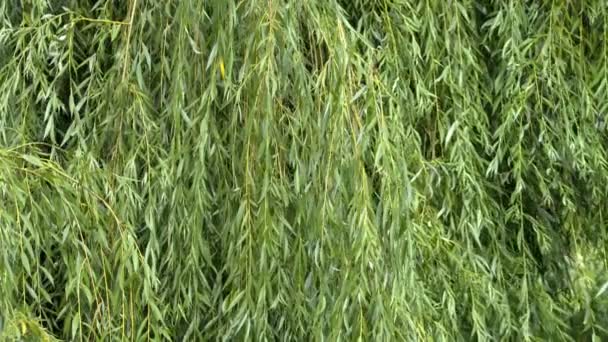 Feuilles vertes pour fond