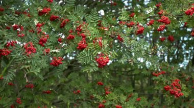 Dağ külünün yavaş hareketi