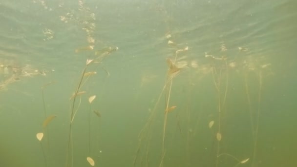 Wasserpflanzen im Unterwasserblick — Stockvideo