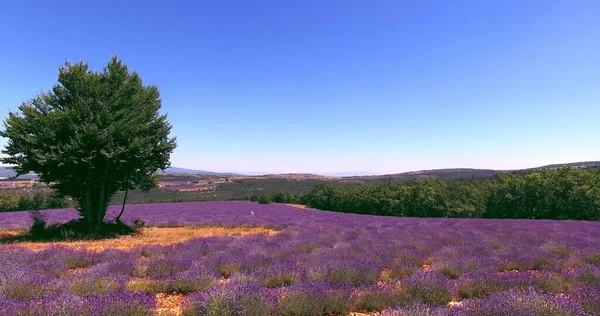 Let přes krajinu s levandulovými poli v Provence ve Francii — Stock fotografie