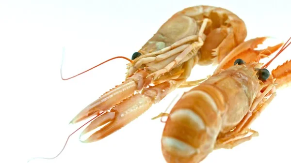 Two shrimps on white — Stock Photo, Image