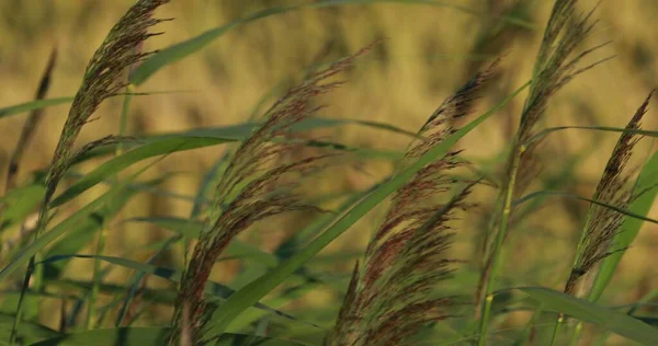 Приморская трава близко — стоковое фото