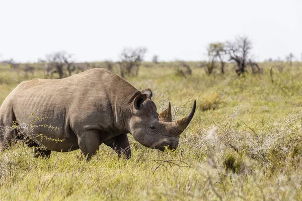 White Rhinoceros Ceratotherium Simum Etosha Nationalpark Namibia — стокове фото