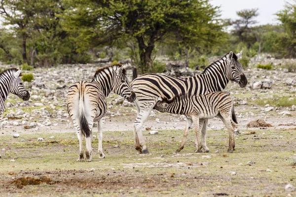 Weibchen Mit Fohlen Etoscha Nationalpark Namibia — Stockfoto