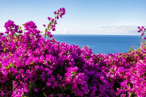 보라색 부겐빌레아와 바다 — 스톡 사진