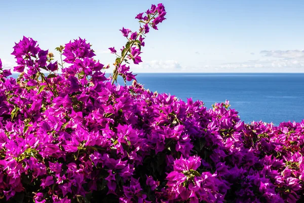 Bougainvillea púrpura y océano —  Fotos de Stock