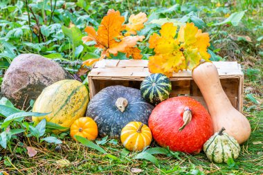 Kırmızı kuri kabağı, tereyağlı kabak, spagetti kabağı ve bahçedeki süs kabağı.