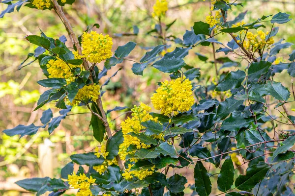 Mahonia Uva Oregon Com Flores Amarelas Mahonia Aquifolium — Fotografia de Stock