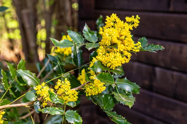 Mahonia Oregon Druif Met Gele Bloemen Mahonia Aquifolium — Stockfoto