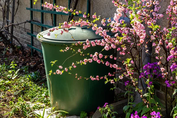Rain Barrel Flowering Almond Garden — Stock Photo, Image