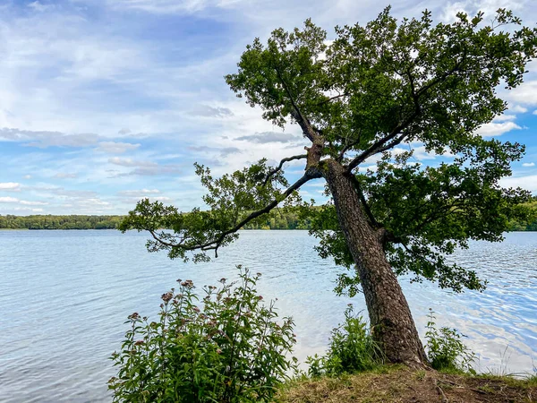 Lac Stechlin Avec Arbre Brandebourg Allemagne — Photo