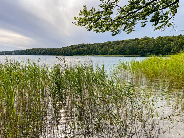 Stechlinsjön Med Vass Brandenburg Tyskland — Stockfoto