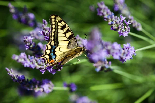 Summer hot dance of butterfly swallowtail on a lavender field in sunny day