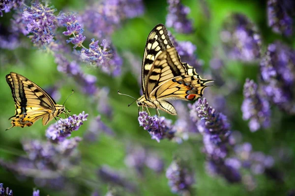 Sommaren Het Dans Fjäril Swallowtail Ett Lavendelfält Soliga Dag Stockfoto
